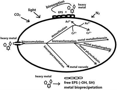 The molecular insights of cyanobacterial bioremediations of heavy metals: the current and the future challenges